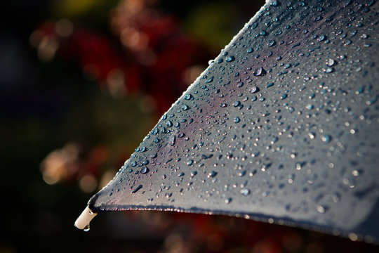 raindrops on an umbrella after a summer shower