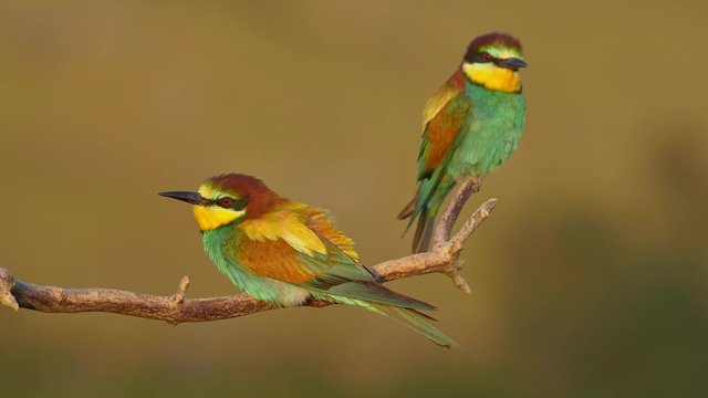 European bee-eater perching on a twig