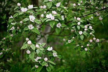 Obraz na płótnie Canvas Branch of blossom quince tree, full of spring flowers and delicate fresh leaves. Natural green and white background with garden bloom. Beautiful spring time landscape. Аpril or may blossoming orchards