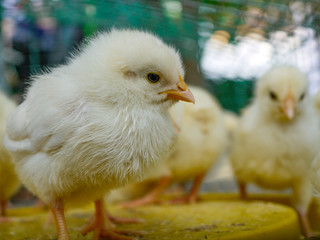Farm chickens in a barnyard under a canopy. Farm helps people consume organic and natural foods.