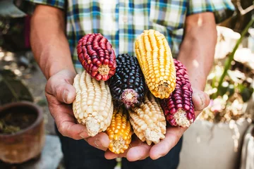 Fotobehang Mexican Corn, maize dried colorful corn cobs on mexican hands in Mexico © Marcos