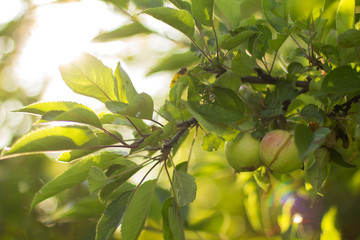 Apples are ripe hanging on  branch of Apple tree