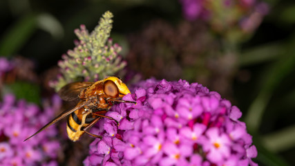 eine Hornisse auf einem Flieder