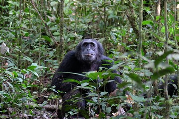 Schimpanse im Kibale Forest Nationalpark, Uganda