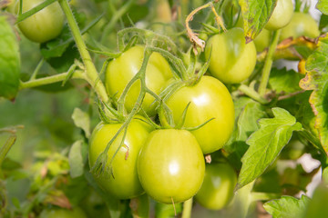 Green tomatoes hanging on a branch ripen in a greenhouse