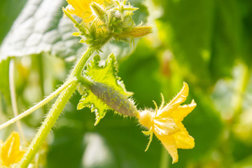 Cucumber embryo with a yellow flower on a branch