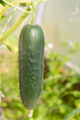 Mature cucumbers in the greenhouse hanging on a branch