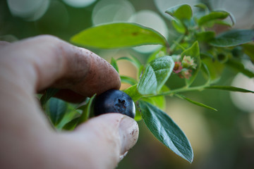 Male hand picking ripe Blueberry from bush