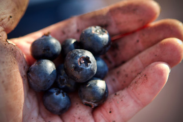 Fresh picked Blueberrys in palm of hand