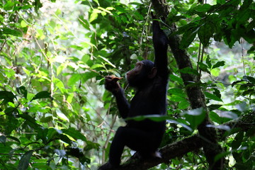 Schimpanse sitzt im Baum und isst Obst 