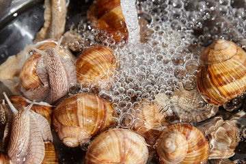 Many live garden snails under running water closeup. Washing snails before cooking