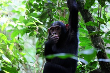 Schimpanse sitzt im Baum und beisst ins Obst
