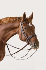 Obraz premium Dressage Horse