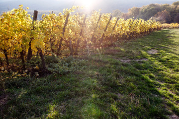 Naklejka premium Landscape of vineyard of autumnal sunlight. Around the 