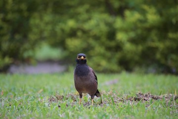 bird on grass