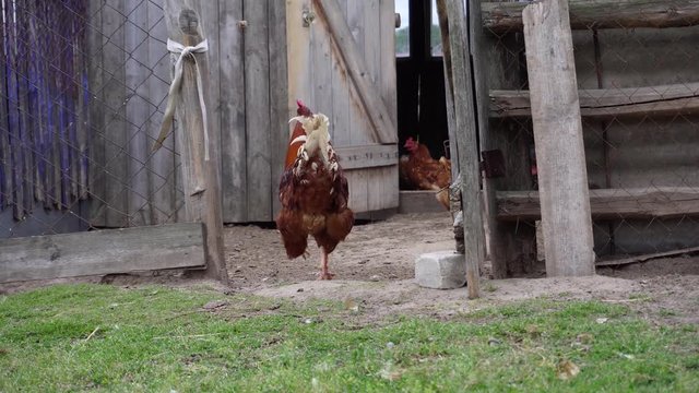 A pompous rooster is chasing a hen in the yard.