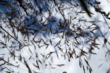 Ears of wheat shot from bottom to top against a blue sky