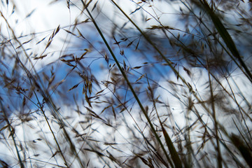 Ears of wheat shot from bottom to top against a blue sky