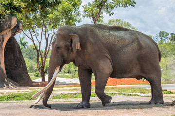 African bush elephant walking