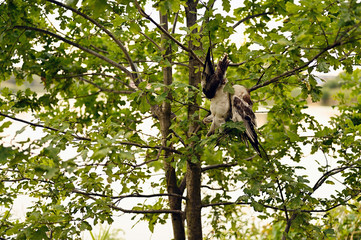 Two dead seagulls hanging on a tree.