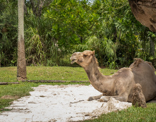 Camel resting in wildlife reserve