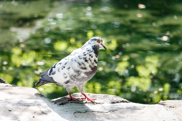 White dove on the lake.