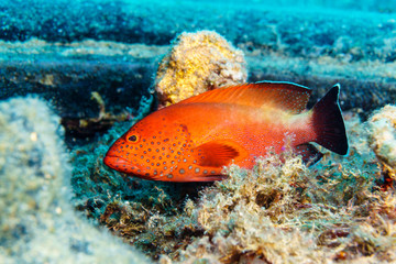 Red coral hind grouper (Cephalopholis miniata) on the seabed. Red sea. Egypt