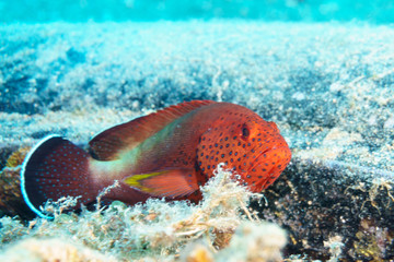 Red coral hind grouper (Cephalopholis miniata) on the seabed. Red sea. Egypt