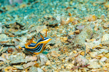 Yellow, white and black nudibranch. Underwater photo. Red sea.