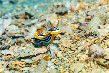 Yellow, white and black nudibranch. Underwater photo. Red sea.