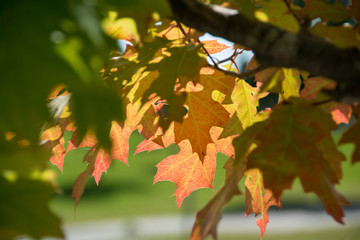 色づいたアカナラの葉