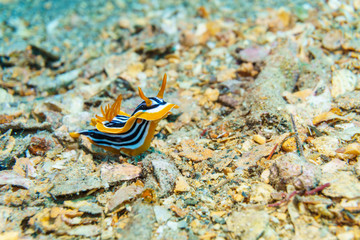 Yellow, white and black nudibranch. Underwater photo. Red sea.