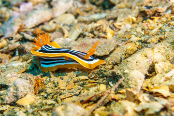 Yellow, white and black nudibranch. Underwater photo. Red sea.
