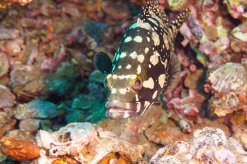 Black coral hind grouper (Cephalopholis miniata) on the seabed. Red sea. Egypt