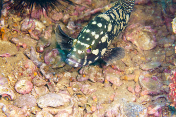 Black coral hind grouper (Cephalopholis miniata) on the seabed. Red sea. Egypt