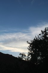 In the Colorado Desert of Joshua Tree National Park, silhouette shapes indicate a native plant community constituent commonly known as Desert Ironwood, and botanically labeled under Olneya Tesota.