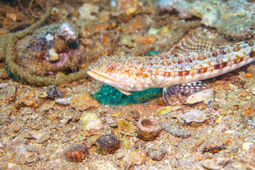 Sand lizardfish (Synodus dermatogenys). Red sea. Egypt.