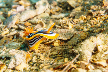 Yellow, white and black nudibranch. Underwater photo. Red sea.