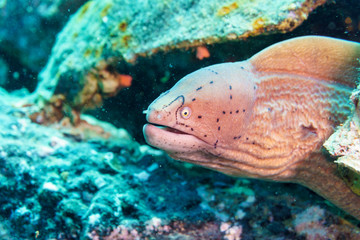 White Moray eel-Gymnothorax thyrsoideus. Red sea, Egypt.