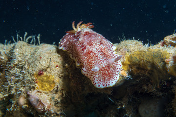 Red-white golosemennye. Underwater photography. Red sea.