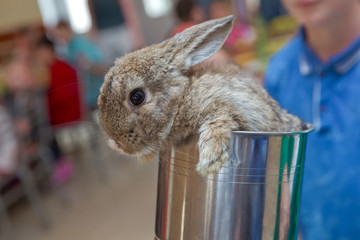 Lovely pet with fluffy hair. Easter has rabbit as symbol celebration. Three baby bunny rabbits in...