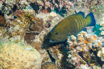 Yellowedged lyretail (Variola louti). Red sea. Egypt.