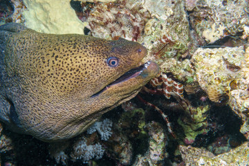 Giant Moray eel-Gymnothorax thyrsoideus. Red sea, Egypt.