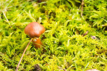 緑の水苔の上の小さなキノコ