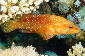 Coral hind (Cephalopholis miniata). Red sea. Egypt.