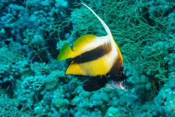 Fototapeta na wymiar Red sea bannerfish (Heniochus intermedius) Red sea. Egypt.
