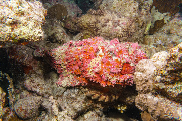 Stone fish hiding on a reef in the Red sea, Egypt