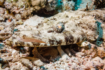 Crocodilefish (Cymbacephalus beauforti) on the sandy bottom. Red sea. Egypt.