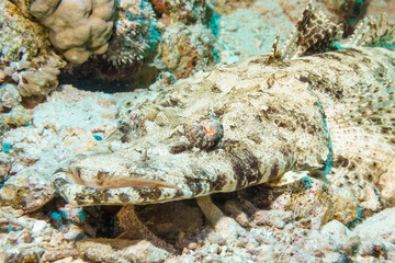 Crocodilefish (Cymbacephalus beauforti) on the sandy bottom. Red sea. Egypt.