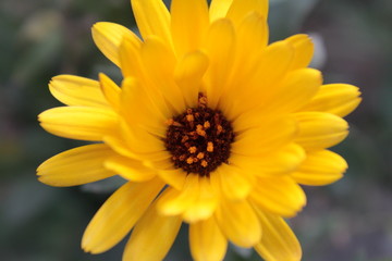 closeup of yellow flower